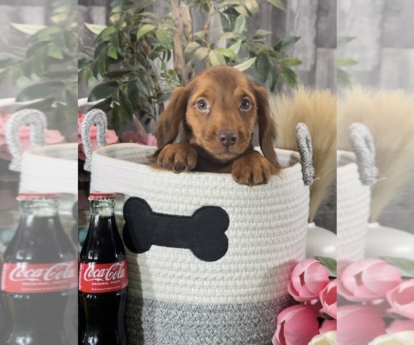 Medium Photo #5 Dachshund Puppy For Sale in CANOGA, NY, USA