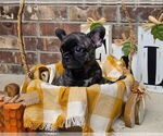 Litter of 3 - Female French BulldogLitter of Puppies for Sale - Photo #2