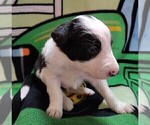 Small Photo #252 Border Collie Puppy For Sale in NORBORNE, MO, USA