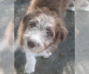 Bordoodle Puppy for sale in CORNING, CA, USA