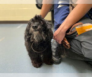 Cocker Spaniel-Poodle (Miniature) Mix Dogs for adoption in Denver, CO, USA