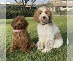 Small Photo #5 Poodle (Standard) Puppy For Sale in BREA, CA, USA