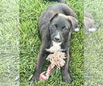 Small #3 Labrador Retriever Mix