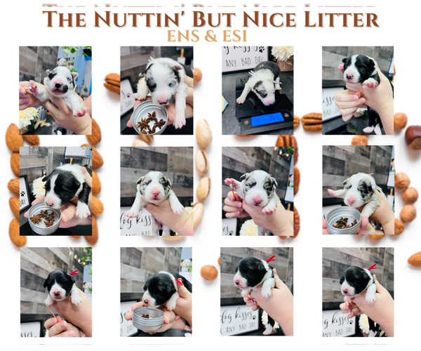 Medium Photo #3 Border Collie Puppy For Sale in STRAFFORD, MO, USA