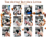 Small Photo #3 Border Collie Puppy For Sale in STRAFFORD, MO, USA