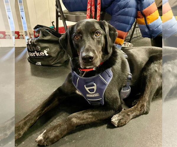 Medium Photo #12 Labrador Retriever-Unknown Mix Puppy For Sale in Canton, CT, USA