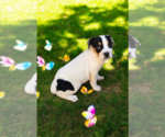 Small #20 Basenji-Rat Terrier Mix