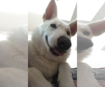 Small #4 white german shepherd Mix