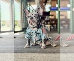 Small Photo #4 French Bulldog Puppy For Sale in PLANO, TX, USA