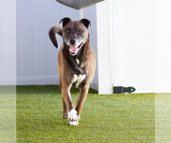 Medium Photo #4 Mutt Puppy For Sale in Canton, CT, USA