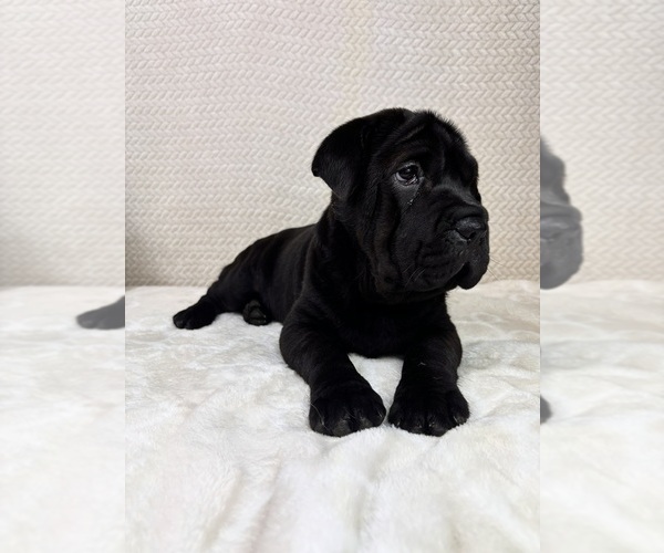 Medium Photo #3 Cocker-Pei Puppy For Sale in INDIANAPOLIS, IN, USA