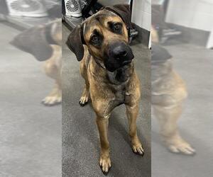 German Shepherd Dog-Unknown Mix Dogs for adoption in Forestville, MD, USA
