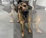 Small German Shepherd Dog Mix