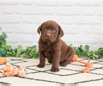 Small #2 Labrador Retriever