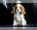 Puppy PeeWee AKC Cavalier King Charles Spaniel
