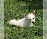 Small #31 Chihuahua Mix
