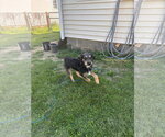 Small #6 Mutt