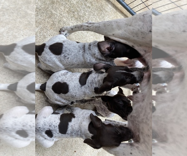 Medium Photo #2 German Shorthaired Pointer Puppy For Sale in SACRAMENTO, CA, USA