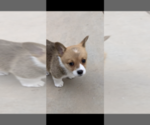 Small Photo #8 Pembroke Welsh Corgi Puppy For Sale in OCEANSIDE, CA, USA