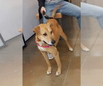 Small German Shepherd Dog-Greyhound Mix