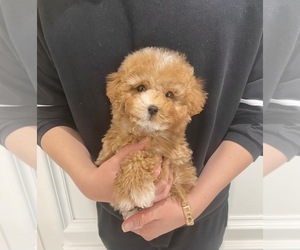 Poodle (Miniature) Puppy for sale in REDLANDS, CA, USA