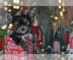 Small #19 Yorkshire Terrier