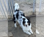 Small #5 Shetland Sheepdog
