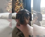 Small #3 Dachshund