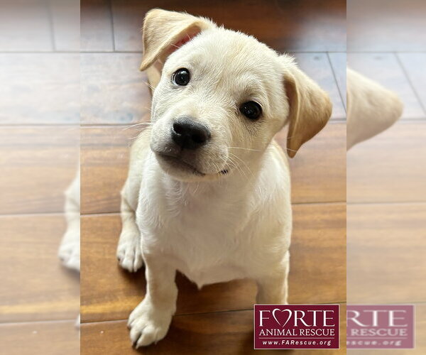 Medium Photo #4 Labrador Retriever-Unknown Mix Puppy For Sale in Marina del Rey, CA, USA