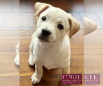 Small #3 Labrador Retriever Mix