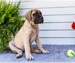 Small #3 Mastiff