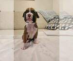 Puppy Pipsqueak Boxer