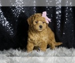 Small Photo #102 Goldendoodle (Miniature) Puppy For Sale in WARSAW, IN, USA