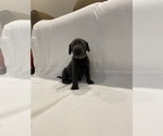 Small Photo #2 Labrador Retriever Puppy For Sale in MIDDLEBURY, IN, USA