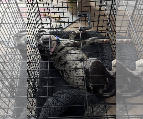 Medium Photo #11 Black and Tan Coonhound-Catahoula Leopard Dog Mix Puppy For Sale in Atlanta, GA, USA