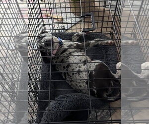 Maggie the Marvel -  GRAY/BLACK Catahoula JEWEL! - Female Black and Tan Coonhound-Catahoula Leopard Dog Mix Dog for Adoption - Photo #11