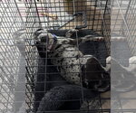 Small #10 Black and Tan Coonhound-Catahoula Leopard Dog Mix
