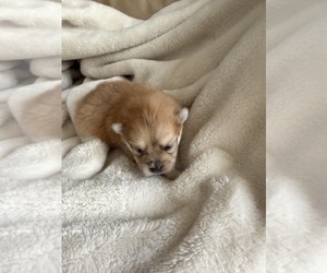 Pomeranian Puppy for sale in HUBERT, NC, USA