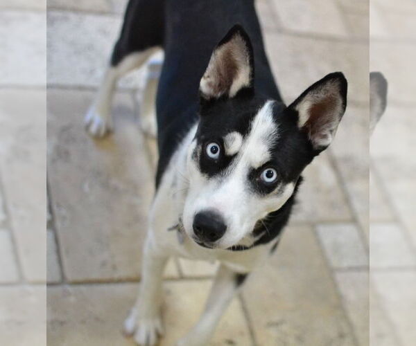 Medium Photo #4 Siberian Husky Puppy For Sale in Enfield, CT, USA