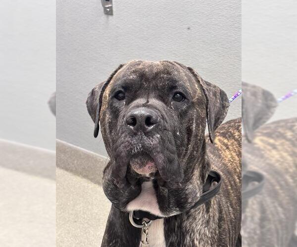 Medium Photo #1 Mastiff-Unknown Mix Puppy For Sale in Las Vegas, NV, USA