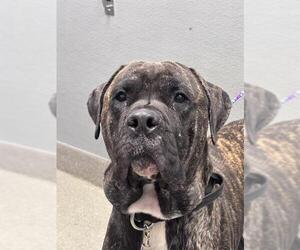 Mastiff-Unknown Mix Dogs for adoption in Las Vegas, NV, USA