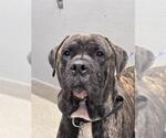 Small Mastiff Mix
