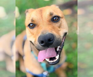 Charlie - Male Labrador Retriever-Unknown Mix Dog for Adoption - Photo #3