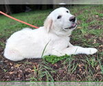 Small #7 Great Pyrenees