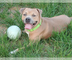 American Pit Bull Terrier-Unknown Mix Dogs for adoption in Evansville, IN, USA