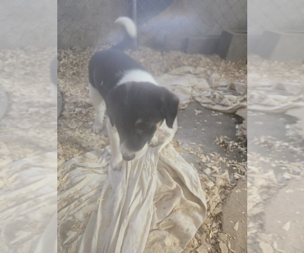 Medium Photo #6 Border Collie Puppy For Sale in LEBANON, MO, USA