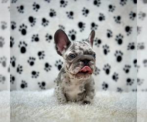 French Bulldog Puppy for sale in GLENCOE, IL, USA