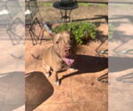 Small #8 American Staffordshire Terrier