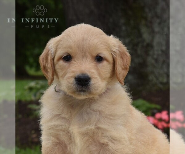 Medium Photo #1 Golden Retriever Puppy For Sale in NEWPORT, PA, USA