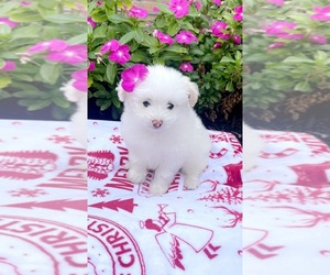 Pom-A-Poo Puppy for sale in HOUSTON, TX, USA